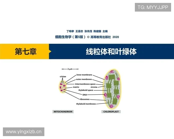 体育数据中心驱动下的全方位竞技分析与决策支持体系 - 副本 - 副本
